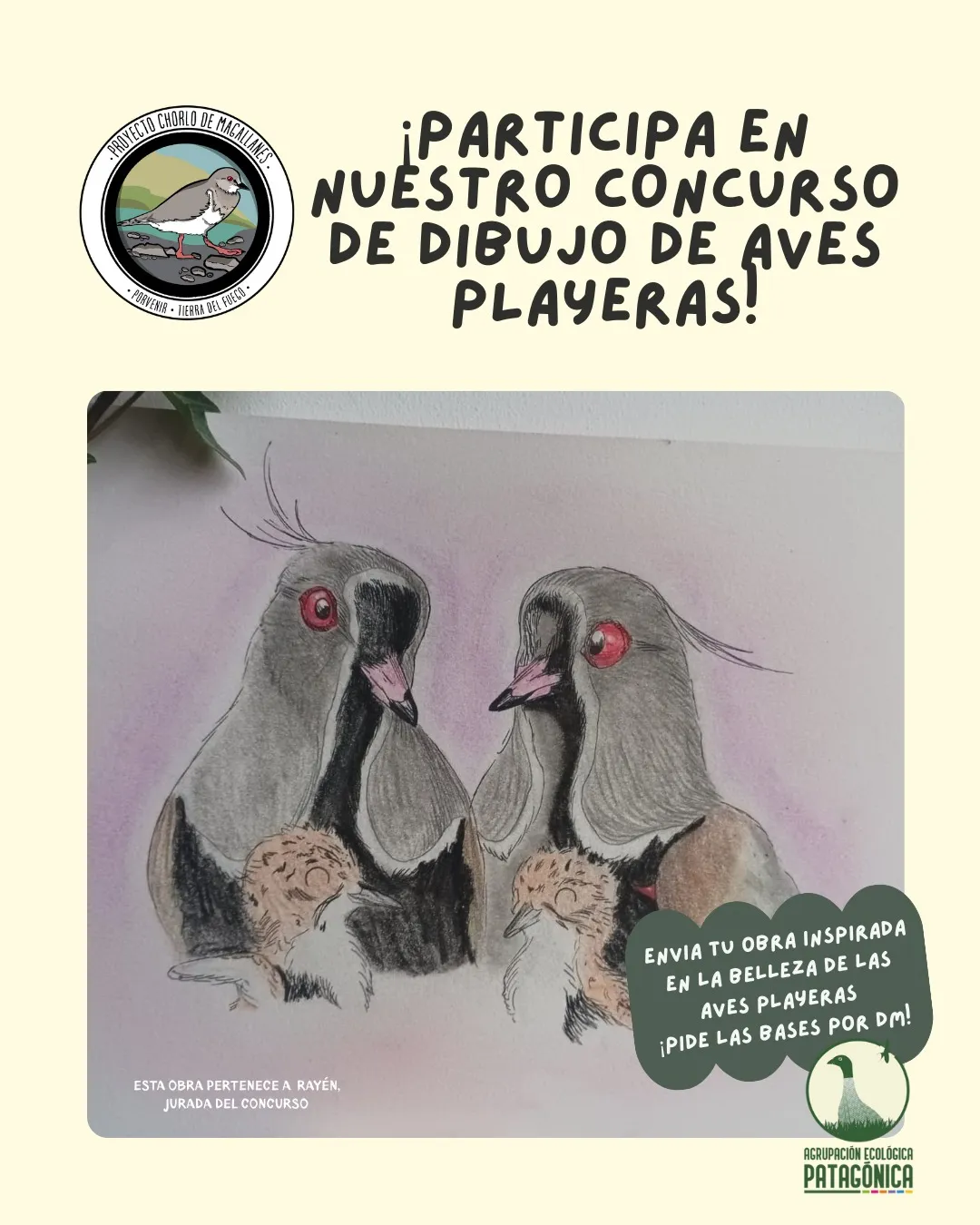 Bases del concurso de dibujo y pintura, “Aves Playeras de Porvenir”